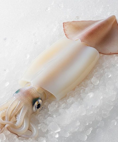 Japanese Spear Squid (Yariika Ichiyaboshi)
